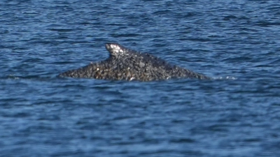 Der Buckelwal konnte sich befreien und schwimmt nun in der Lübecker Bucht. (Foto: Marcus Brandt/dpa)