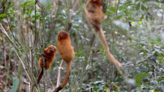 Vom Aussterben bedrohte Goldene Löwenäffchen halten sich an Bäumen in der Waldregion Silva Jardim. Aus Angst vor Affenpocken haben die Angriffe auf Affen in Brasilien zugenommen. (Foto: Silvia Izquierdo/AP/dpa)