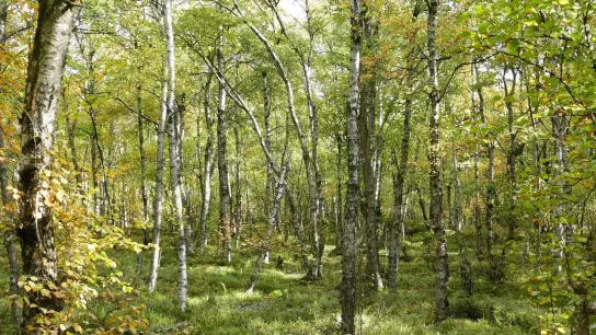 Moor-Birken in einem Wald im Roten Moor in der Röhn. Die Moor-Birke ist „Baum des Jahres“ 2023. (Foto: Rainer Maus/Dr. Silvius Wodarz Stiftung/dpa)