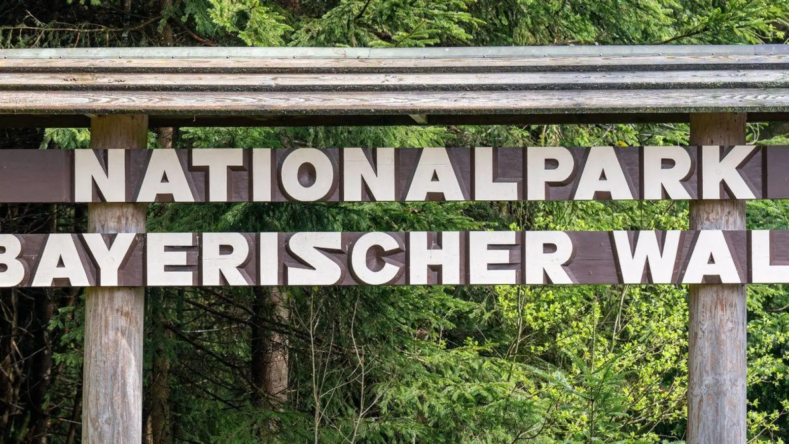 Ein Schild mit der Aufschrift „Nationalpark Bayerischer Wald“ steht am Waldrand. (Foto: Armin Weigel/dpa)