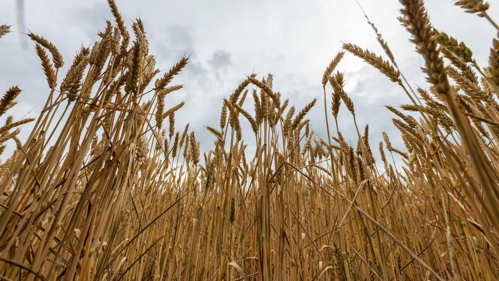 Bayerns Landwirtschaftsministerin Kaniber will keine Abhängigkeit bei Grundnahrungsmitteln. (Symbolbild) (Foto: Silas Stein/dpa)