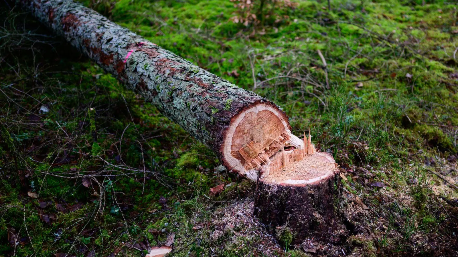 Manche würden die EU-Entwaldungsverordnung gerne zum Fallen bringen. (Symbolbild)  (Foto: Philipp Schulze/dpa)