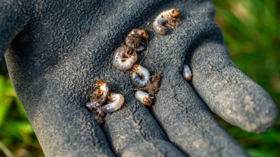 Nützlinge wie Marienkäferlarven helfen dabei, Schädlinge in Schach zu halten. (Foto: Armin Weigel/dpa/dpa-tmn)