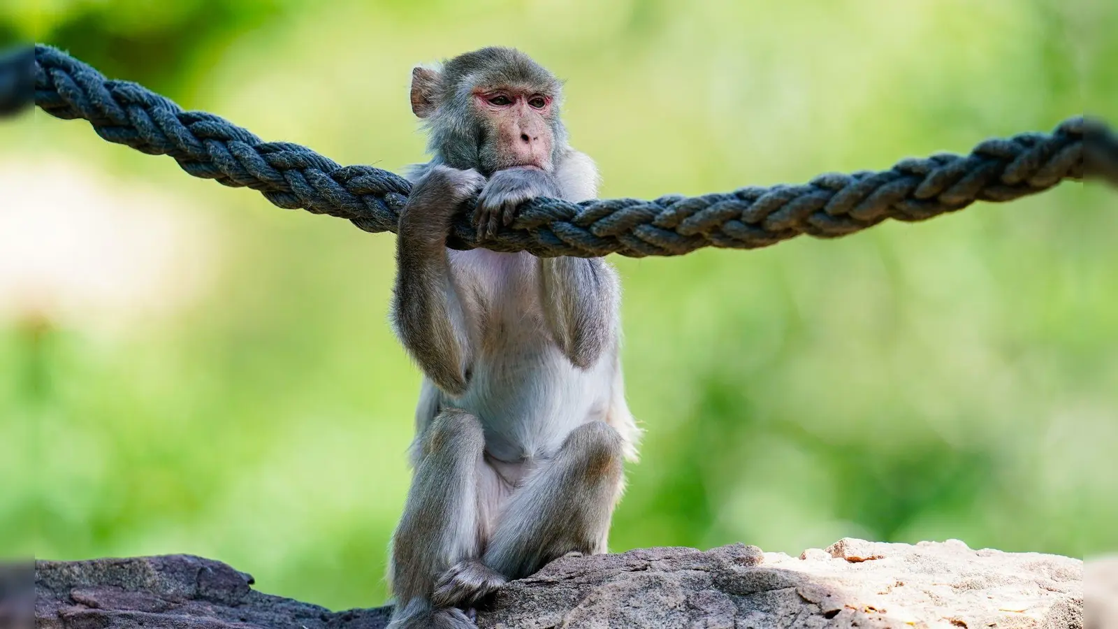 In freier Wildbahn sind Rhesusaffen vor allem in Asien anzutreffen - hierzulande lassen sie sich in Zoos beobachten. (Symbolfoto) (Foto: Uwe Anspach/dpa)