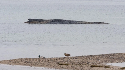 Auch am Morgen lag der Wal auf der Sandbank vor Niendorf.  (Foto: Ulrich Perrey/dpa)