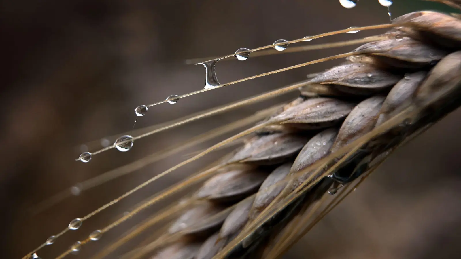 Seit Wochen regnet es immer wieder in Bayern - das bremst die Landwirte bei der Getreideernte aus. (Archivbild) (Foto: Karl-Josef Hildenbrand/dpa)