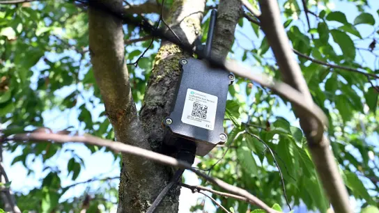 In der Baumkrone ist die Antenne angebracht, die von dem im Boden befindlichen Sensor Daten übermittelt. Dies ist Teil eines Pilotprojekts, um mit Hilfe digitaler Sensortechnik die Bewässerung von Bäumen zu optimieren und den damit zusammenhängenden Wasserverbrauch zu reduzieren. (Foto: Uli Deck/dpa)