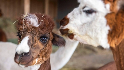 Um die Tiere auf einem Hof eines Landwirts im Landkreis Ansbach bahnt sich ein juristisches Gezerre an. (Symbolbild: Helmut Fricke/dpa)