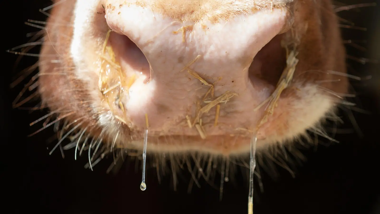 Wie geht es dieser Kuh? Ist sie krank, darf sie nicht geschlachtet werden. (Symbolbild) (Foto: Friso Gentsch/dpa)