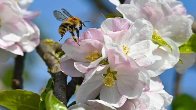 Ohne Bienen und andere Insekten würden viele heimische Obst- und Gemüsearten keine Nahrungsmittel mehr liefern. (Archivbild) (Foto: Patrick Pleul/dpa/ZB)