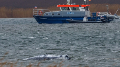 Der Buckelwal vor der Insel Poel schwimmt frei.  (Foto: Jens Büttner/dpa)