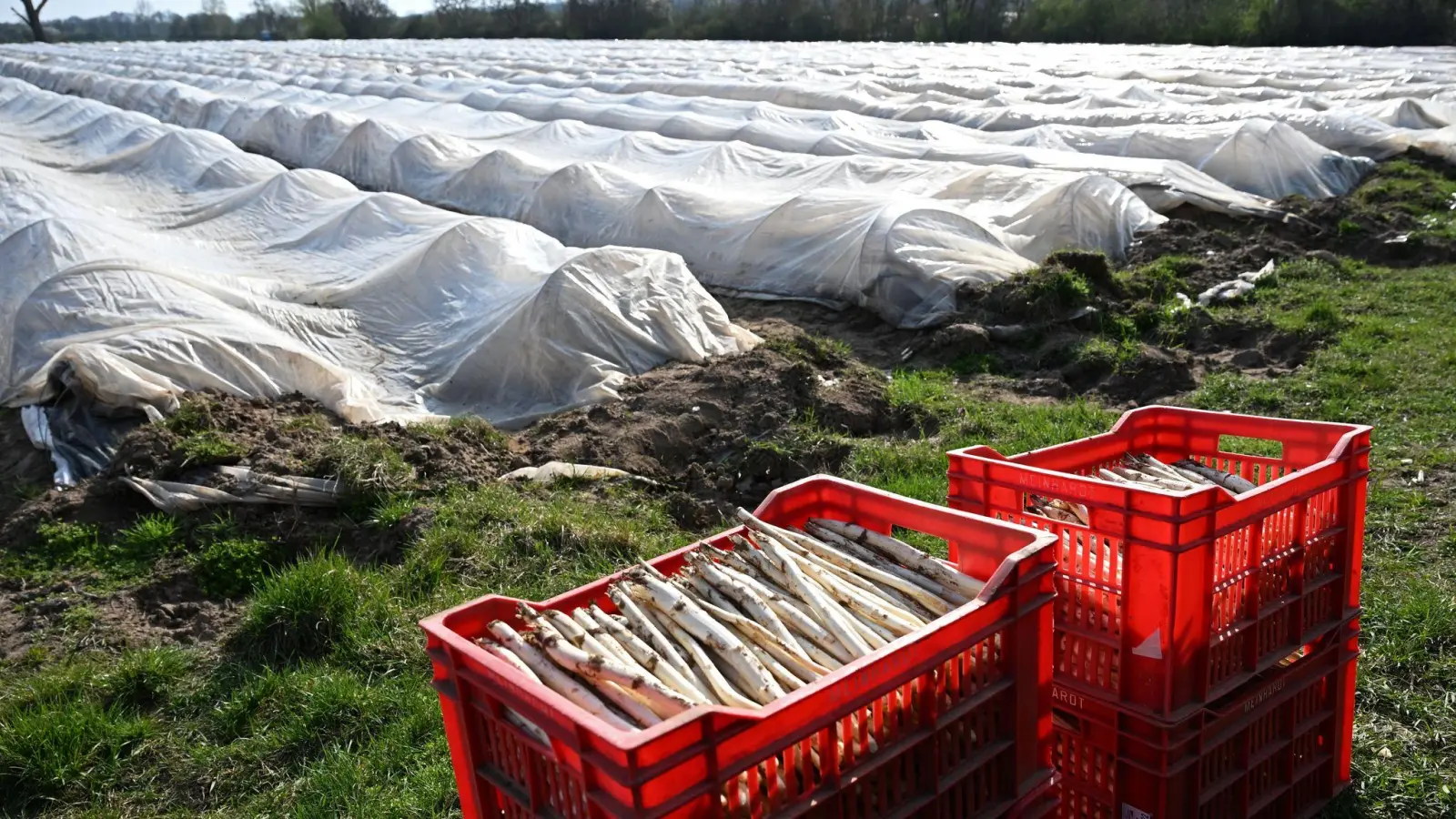 Teure Handarbeit: Spargelanbau in Deutschland. (Archivbild) (Foto: Michael Brandt/dpa)