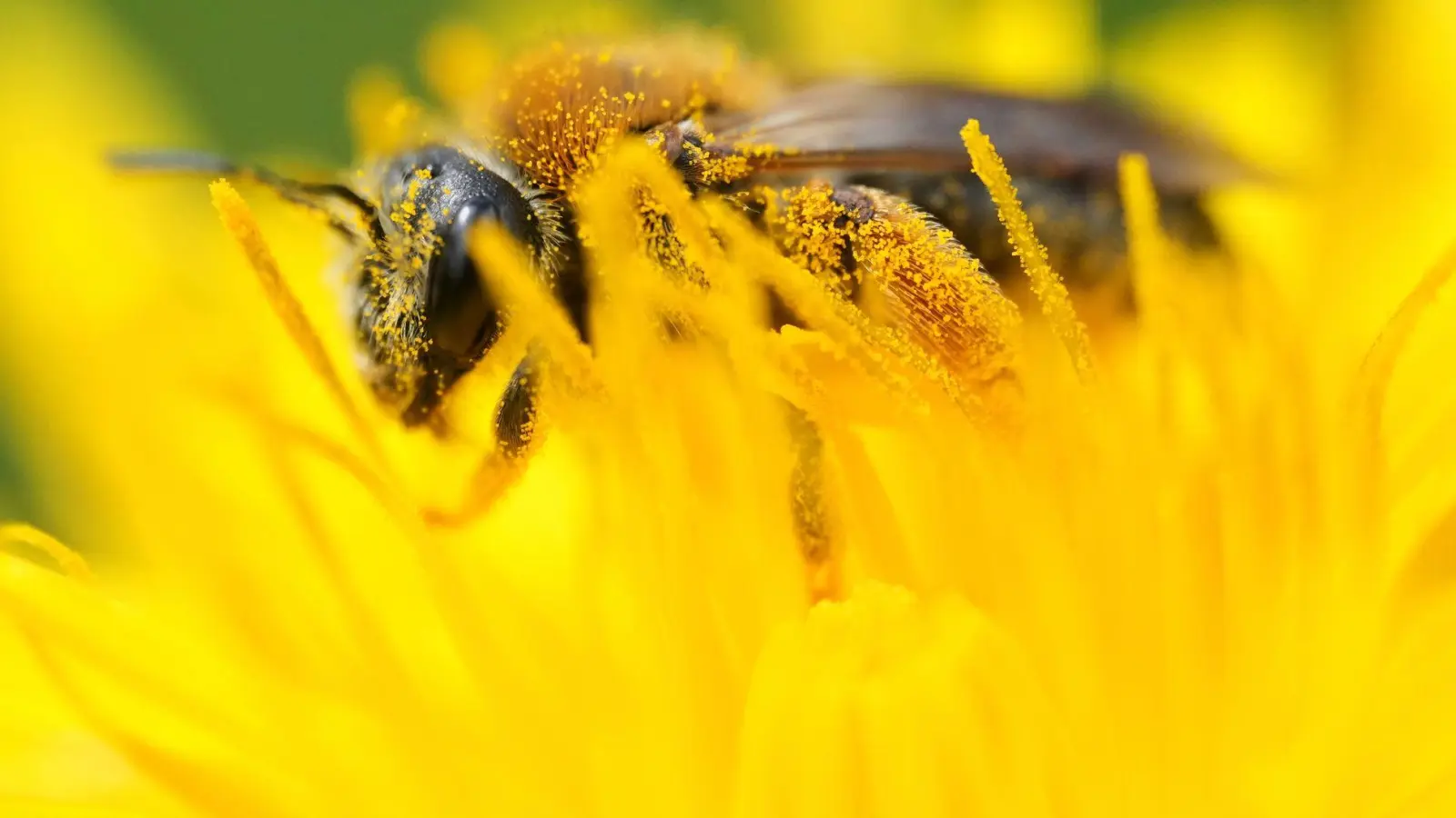  In Hof wurde wegen der Amerikanischen Faulbrut ein Sperrbezirk eingerichtet. (Symbolbild) (Foto: Sergei Grits/AP/dpa)