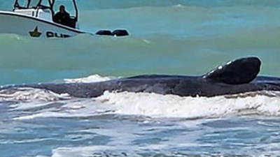 Der Wal ist vor Venice in Florida auf einer Sandbank gestrandet. (Foto: Uncredited/City of Venice Florida/AP)