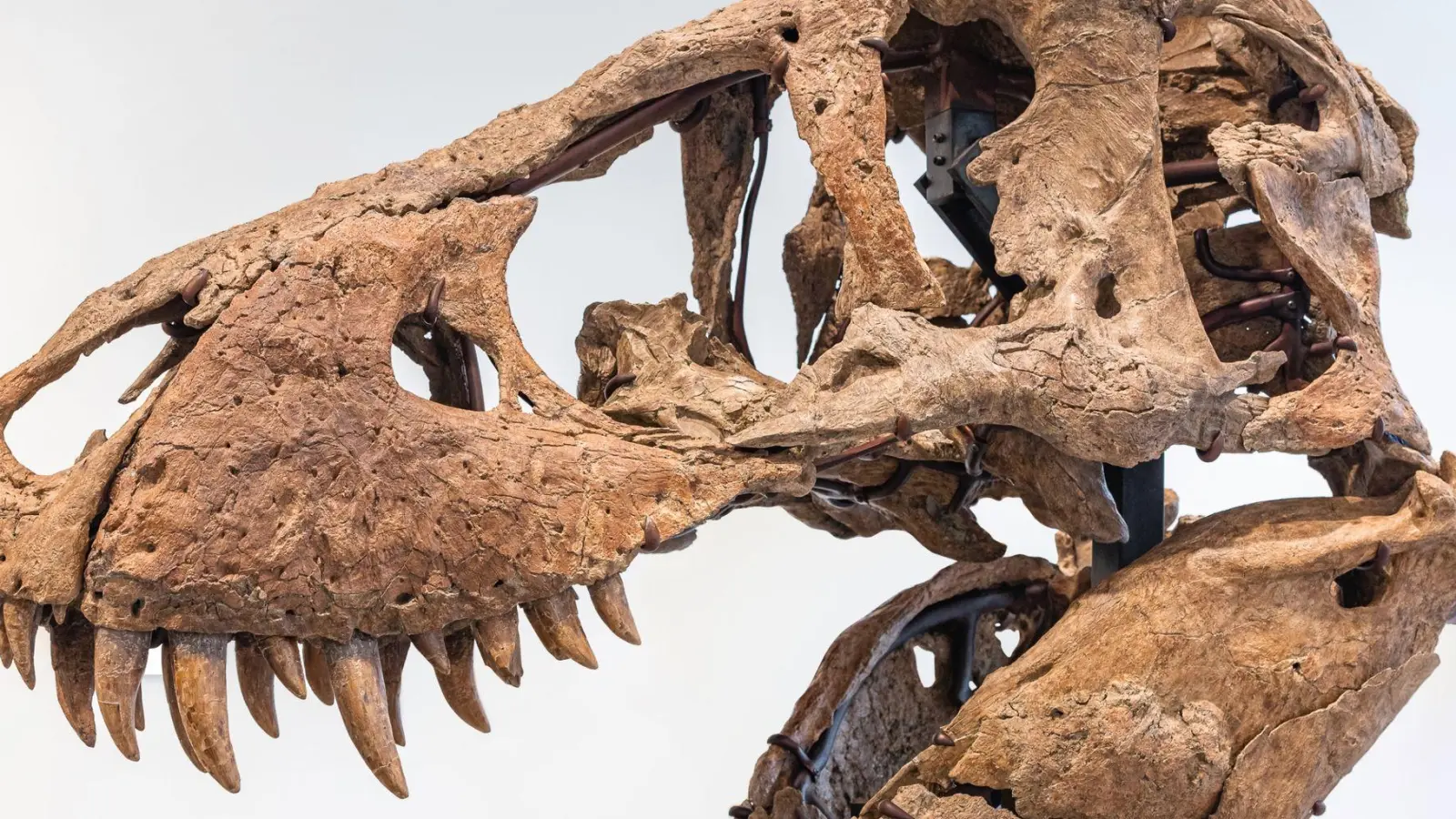 Der Tyrannosaurus-Schädel könnte bei einer Auktion in New York bis zu 20 Millionen US Dollar einbringen. (Foto: -/Sotheby's/dpa)