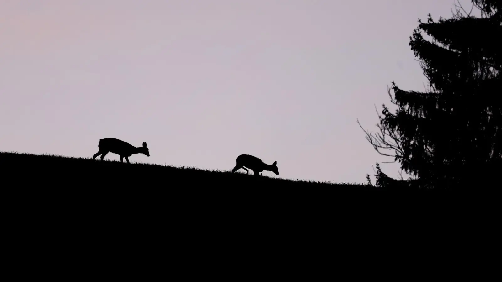 Rehe in der Dämmerung (Symbolbild) (Foto: Karl-Josef Hildenbrand/dpa)