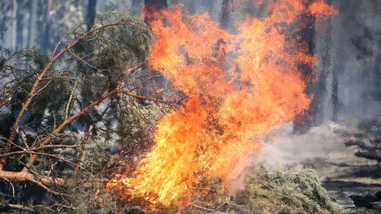 Feuer lodert bei einem Waldbrand. (Foto: Jan Woitas/zb/dpa/Symbolbild)