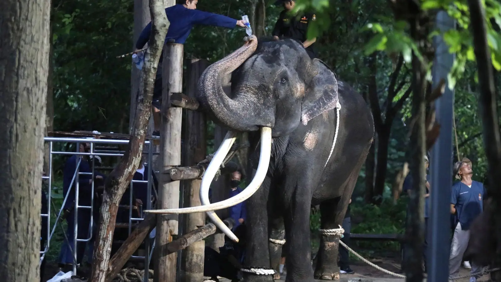 Ein Tierarzt gibt dem Elefanten Sak Surin Wasser. (Foto: Nareerat Chaywichain/AP/dpa)