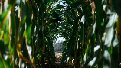 Der Mais ist reif: In Bayern wird dieser Tage mit Feldhäckslern und Traktoren geerntet. (Foto: Daniel Vogl/dpa)