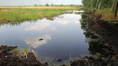 Ein intaktes Moor bindet klimaschädlichen Kohlenstoff und schützt somit das Klima. (Archivbild) (Foto: picture alliance / dpa)