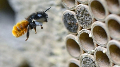 Insektenhotels kommen in erster Linie oberirdisch nistenden Wildbienenarten zugute, etwa der Gehörnten Mauerbiene. (Foto: Patrick Pleul/dpa/dpa-tmn)