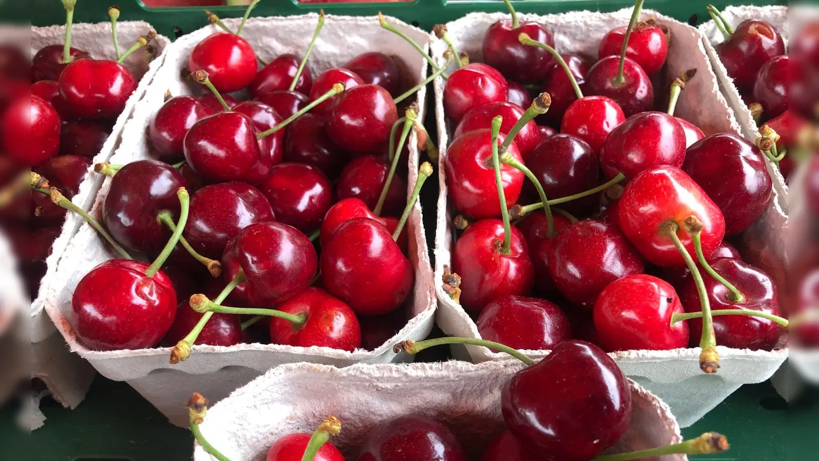 Angebaut werden in Deutschland vor allem Süßkirschen. (Archivbild) (Foto: Christian Böhmer/dpa)