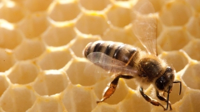 Für welche Honigsorte gesammelt wird, ist abhängig von der Jahreszeit und dem Standplatz der Bienenstöcke. (Foto: Klaus-Dietmar Gabbert/dpa)