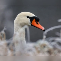 Die Autofahrerin konnte den Schwan selbst von der Fahrbahn locken. (Symbolbild)  (Foto: Thomas Warnack/dpa)