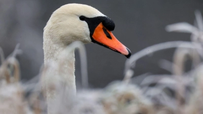 Die Autofahrerin konnte den Schwan selbst von der Fahrbahn locken. (Symbolbild)  (Foto: Thomas Warnack/dpa)