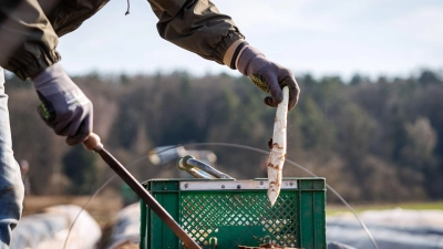 Die ersten bayerischen Spargelhöfe haben mit der Ernte begonnen. (Foto: Daniel Karmann/dpa)