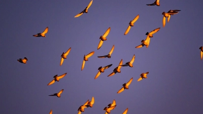 Im Licht der Morgensonne leuchten die Flügel von Tauben, die am Himmel über der Stadt Cottbus fliegen.  (Foto: Patrick Pleul/dpa)