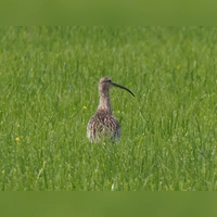 Selten geworden: der große Brachvogel (Foto: LBV Ansbach)
