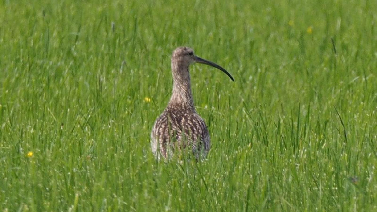 Curlews in Bavaria: LBV delighted by record number of young birds in the ...