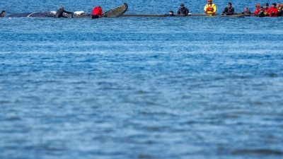 Helfer ziehen an Gurten an dem Wal. (Foto: Jens Büttner/dpa)