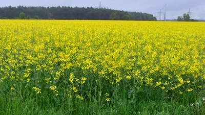 Kälte und Regen hemmten lange den Bienenflug, so auch auf Rapsfeldern, wie hier nahe Winterschneidbach südlich von Ansbach. (Foto: Kurt Güner)