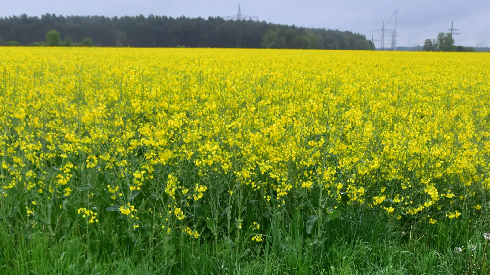 Kälte und Regen hemmten lange den Bienenflug, so auch auf Rapsfeldern, wie hier nahe Winterschneidbach südlich von Ansbach. (Foto: Kurt Güner)