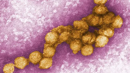 Aufgrund des Klimawandels breitet sich das West-Nil-Virus vermehrt in Europa aus. (Foto: Cynthia Goldsmith/CENTERS FOR DISEASE CONTROL/EPA/dpa)