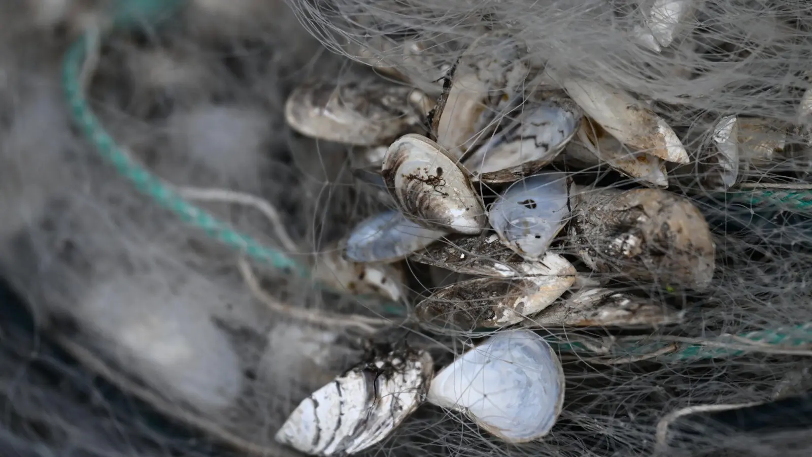 Die andere Arten verdrängende Quagga-Muschel ist jetzt auch in den Chiemsee eingeschleppt worden. (Archivbild) (Foto: Felix Kästle/dpa)