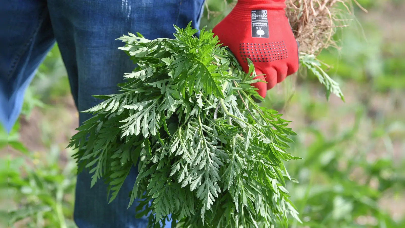 Wer die Ambrosia in seinem Garten entdeckt, sollte sie aus dem Weg schaffen. Handschuhe schützen dabei vor Hautreizungen. (Foto: Patrick Pleul/dpa/dpa-tmn)