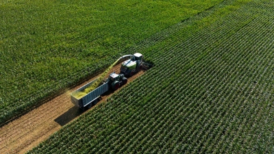 Ein Feldhäcksler häckselt Mais auf einem Feld und befördert diesen in einen Transportwagen. (Foto: Daniel Vogl/dpa)