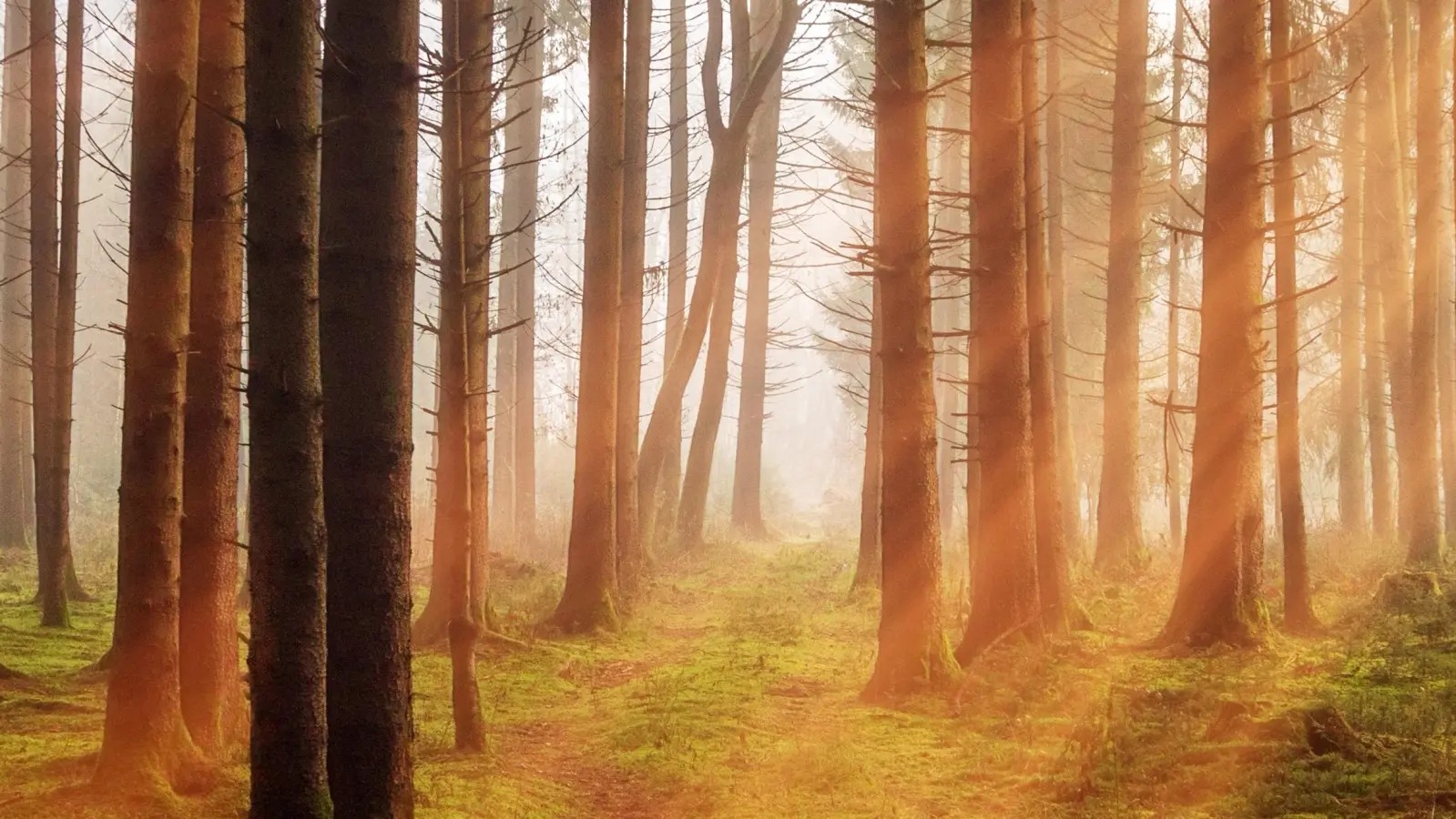 Zahlreiche Menschen wünschen sich eine Waldbestattung. (Foto: Pixabay)