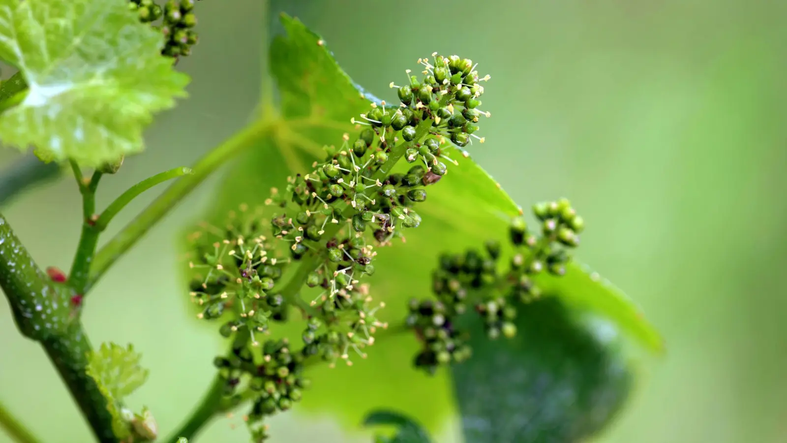 Die Rebblüte in Franken hat begonnen.  (Foto: Karl-Josef Hildenbrand/dpa)
