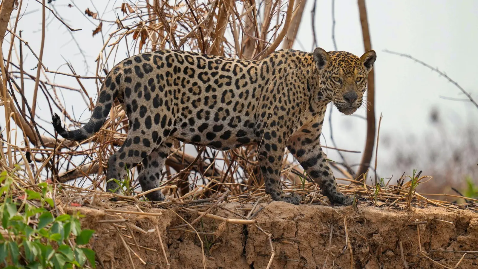 Jaguare in Brasilien sind laut UN ein Beispiel für eine Erfolgsgeschichte beim Schutz und Wiederaufbau von Ökosystemen. (Foto: Andre Penner/AP)