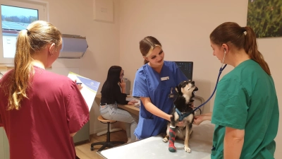 Mitarbeiterinnen der Kleintierklinik Dinkelsbühl behandeln einen verletzten Hund, dessen Bein geschient werden musste. Der 24-Stunden-Notdienst das ganze Jahr über für akute Fälle ist einmalig in Westmittelfranken. (Foto: Celine Franke)