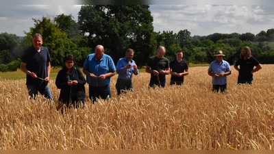 Früher als sonst steht nun auch bei Winterweizen der Mähdrusch an. Dabei wird deutlich, dass schlechte Böden überproportionale Ernteeinbußen durch die Trockenheit haben, stellten die Teilnehmer des Erntepressegesprächs fest. (Foto: Fritz Arnold)