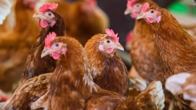 Legehennen in einer Hühnerfarm (Symbolbild) (Foto: Julian Stratenschulte/dpa)