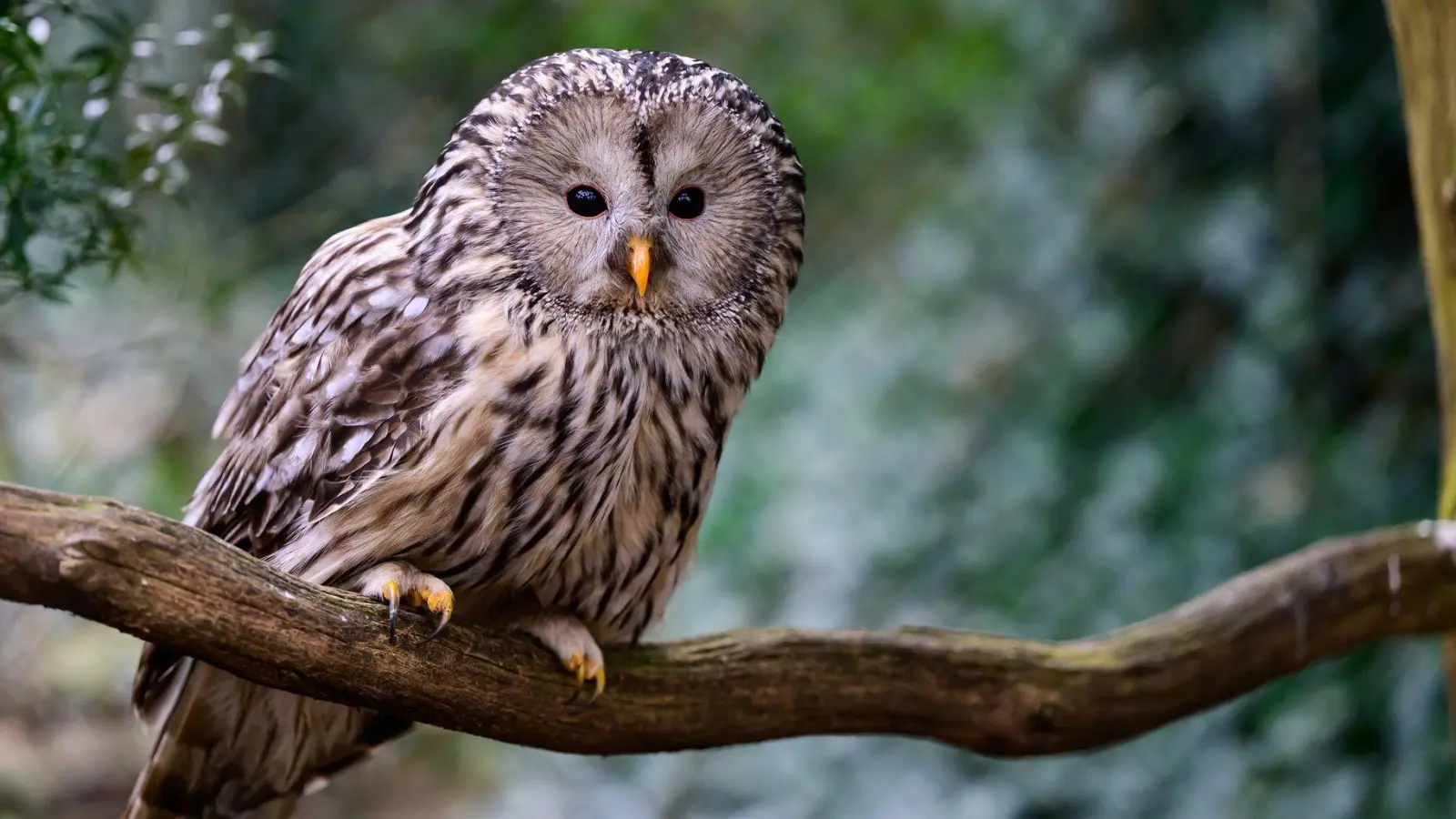 Seit 2017 werden in Nordostbayern Habichtskäuze neu angesiedelt. Jetzt sind wieder 27 der putzigen Eulenvögel ausgewildert worden. (Archivbild) (Foto: Philipp Schulze/dpa)