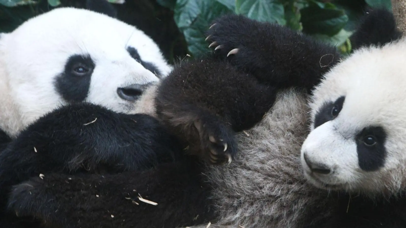 Die Pandas „Le Le“ und „Jia Jia“ im River Wonders Wildpark in Singapur. (Foto: Then Chih Wey/XinHua/dpa)