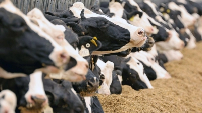 Tierwohl spielt für viele Verbraucher beim Milchkauf eine Rolle. (Foto: Bernd Wüstneck/dpa)