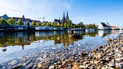 Eine Ente schwimmt auf der Donau in der Altstadt. (Foto: Armin Weigel/dpa)